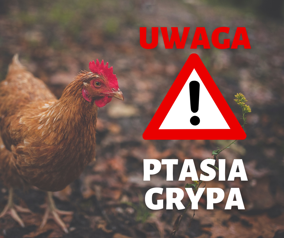 Informacja Wojewódzkiego Lekarza Weterynarii o zagrożeniu wysoce zjadliwą grypą ptaków