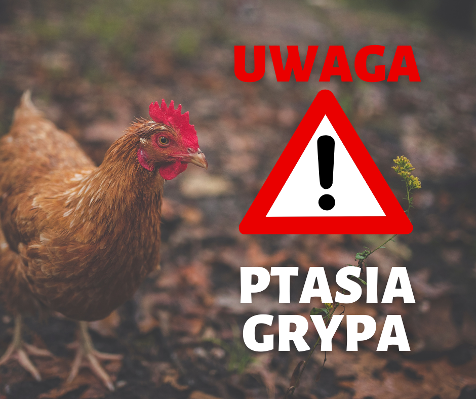 Informacja o wysoce zjadliwej grypie ptaków